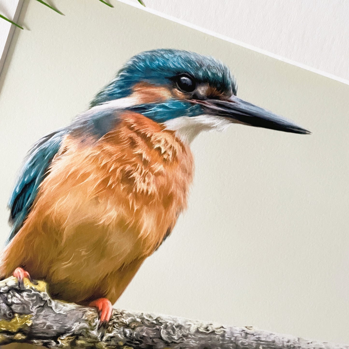 'Perch' Kingfisher Drawing