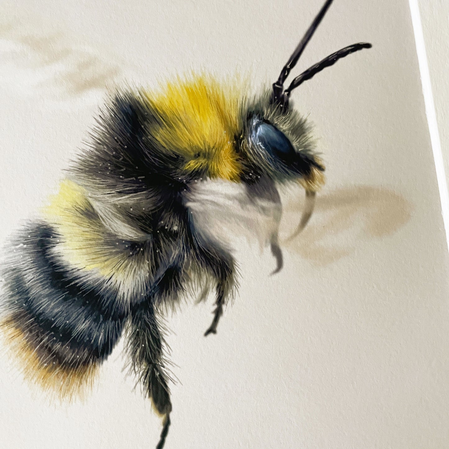 'Honey' Bee Drawing