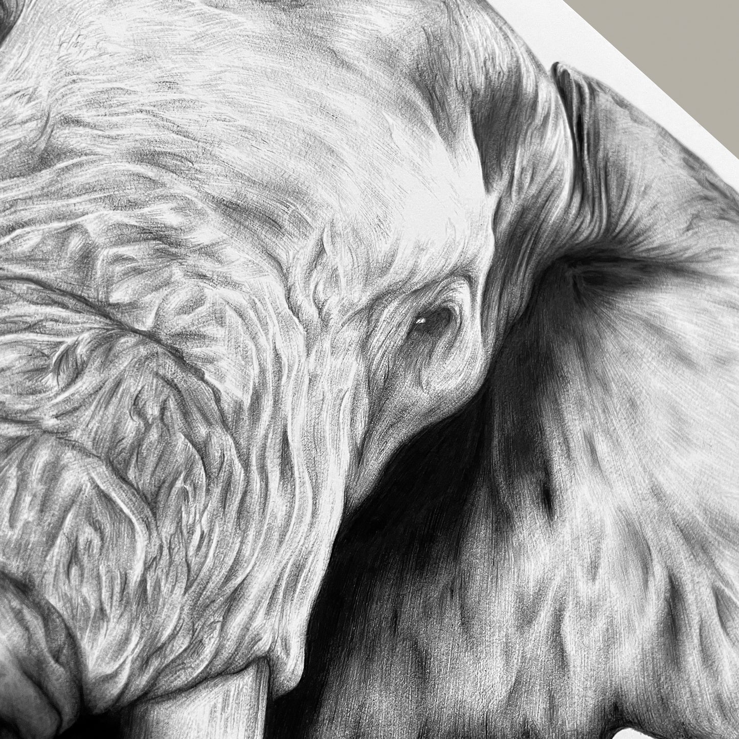 'Gargantuan' Elephant Drawing