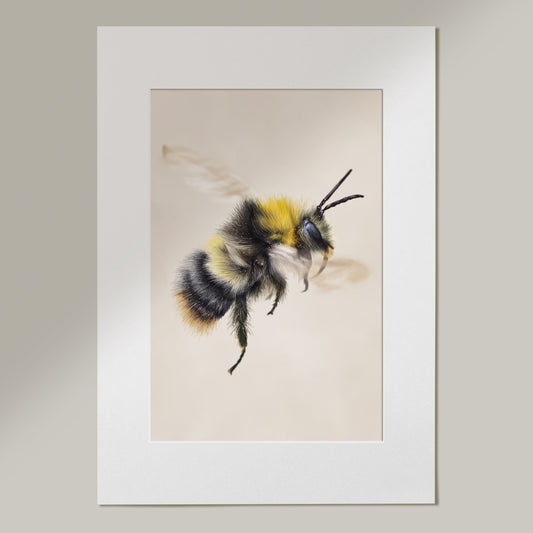 'Honey' Bee Drawing
