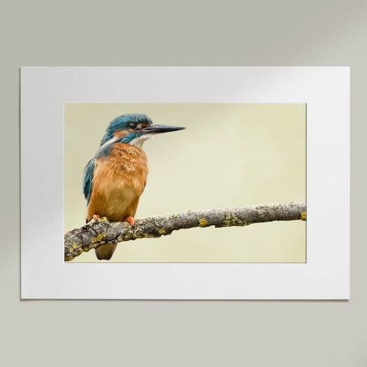 'Perch' Kingfisher Drawing